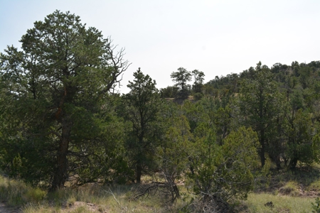 United Country Mike Krieg Mountain off grid land for sale - image 19