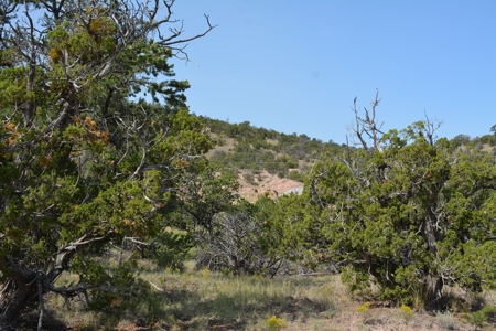 United Country Mike Krieg Mountain off grid land for sale - image 10