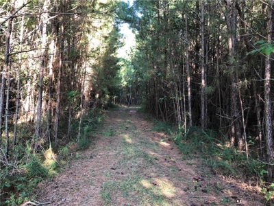 Creekfront Acreage for sale in Pickens County - image 27