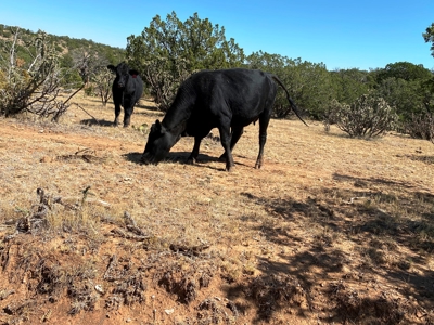 Ranch For Sale in the Boot Heel of Chaves County - image 15