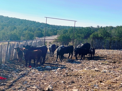 Ranch For Sale in the Boot Heel of Chaves County - image 38
