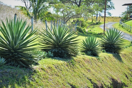 Costa Rica Ranch and lodge near National Park - image 23