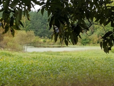 Mini Farm In Southern VA Near Kerr Lake - image 23