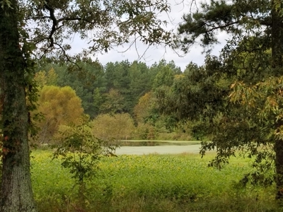 Mini Farm In Southern VA Near Kerr Lake - image 25