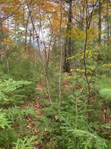 Land in Woodstock, Maine - image 18