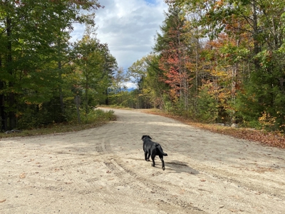 Land in Woodstock, Maine - image 19