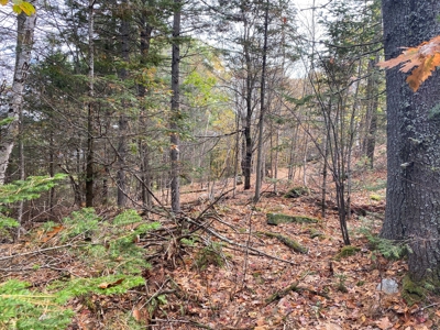 Land in Woodstock, Maine - image 29