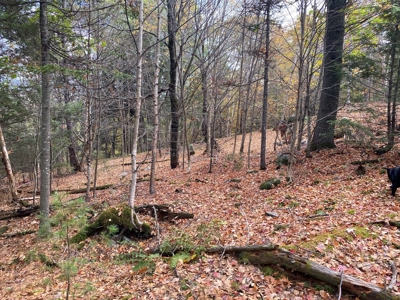 Land in Woodstock, Maine - image 5