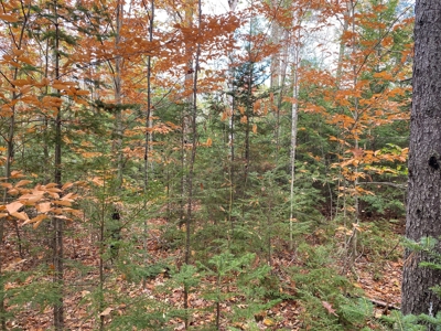 Land in Woodstock, Maine - image 16