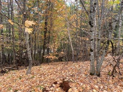 Land in Woodstock, Maine - image 9