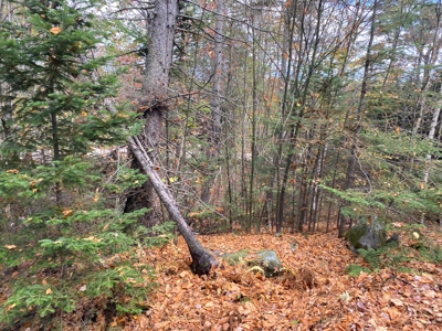 Land in Woodstock, Maine - image 2