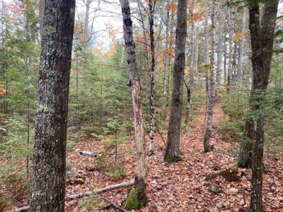 Land in Woodstock, Maine - image 15