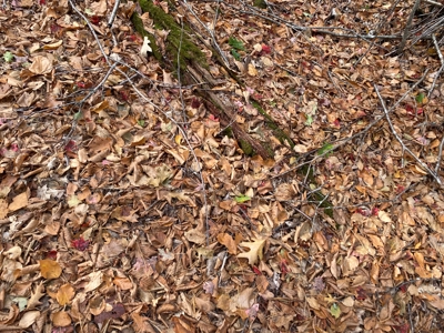 Land in Woodstock, Maine - image 14