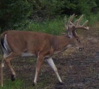 Invest in Kansas Farm Land with Income and Whitetail Hunting - image 16