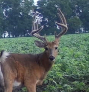Invest in Kansas Farm Land with Income and Whitetail Hunting - image 13