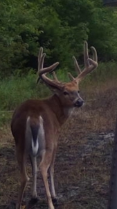 Invest in Kansas Farm Land with Income and Whitetail Hunting - image 17