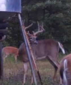 Invest in Kansas Farm Land with Income and Whitetail Hunting - image 14