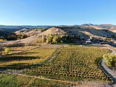 Colorado Winery for Sale - image 7