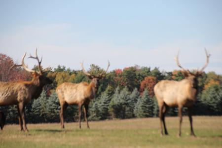 High Fence Hunting Ranch for Sale Trophy Elk Deer Ranch MI - image 8