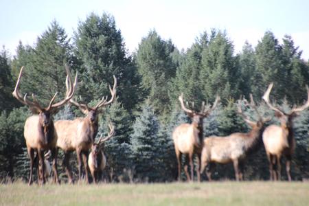 High Fence Hunting Ranch for Sale Trophy Elk Deer Ranch MI - image 6