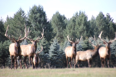 High Fence Hunting Ranch for Sale Trophy Elk Deer Ranch MI