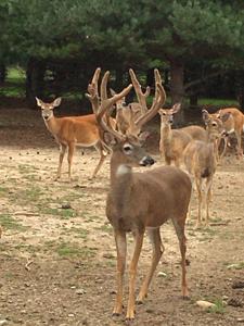 High Fence Hunting Ranch for Sale Trophy Elk Deer Ranch MI - image 37