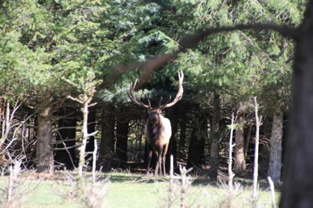 High Fence Hunting Ranch for Sale Trophy Elk Deer Ranch MI - image 4