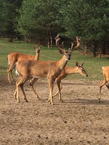 High Fence Hunting Ranch for Sale Trophy Elk Deer Ranch MI - image 40