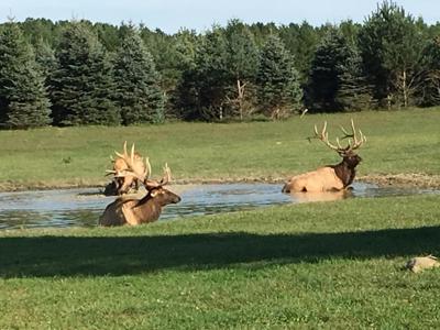 High Fence Hunting Ranch for Sale Trophy Elk Deer Ranch MI - image 44