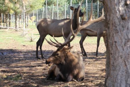 High Fence Hunting Ranch for Sale Trophy Elk Deer Ranch MI - image 9