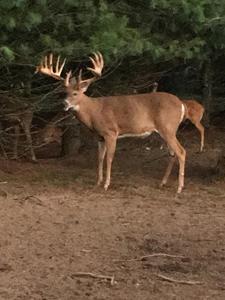 High Fence Hunting Ranch for Sale Trophy Elk Deer Ranch MI - image 43