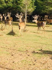 High Fence Hunting Ranch for Sale Trophy Elk Deer Ranch MI - image 42