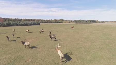 High Fence Hunting Ranch for Sale Trophy Elk Deer Ranch MI - image 36