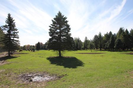 High Fence Hunting Ranch for Sale Trophy Elk Deer Ranch MI - image 2