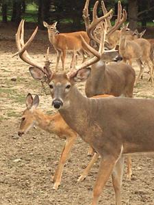 High Fence Hunting Ranch for Sale Trophy Elk Deer Ranch MI - image 39