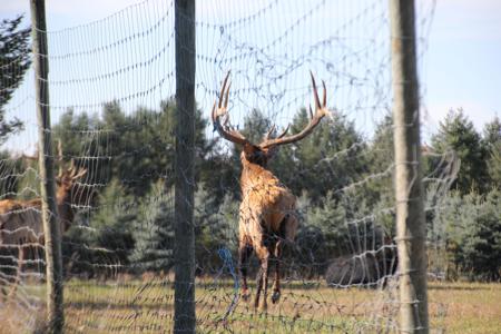 High Fence Hunting Ranch for Sale Trophy Elk Deer Ranch MI - image 5