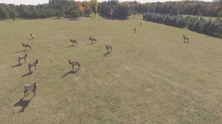 High Fence Hunting Ranch for Sale Trophy Elk Deer Ranch MI - image 32