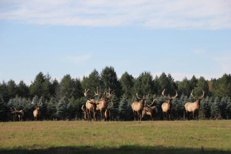 High Fence Hunting Ranch for Sale Trophy Elk Deer Ranch MI - image 7