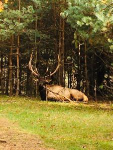 High Fence Hunting Ranch for Sale Trophy Elk Deer Ranch MI - image 41