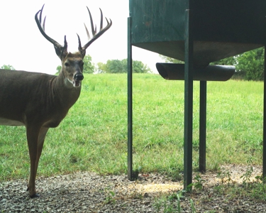 Kansas Premier Hunting Land Auction - image 24