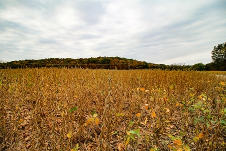 Kansas Premier Hunting Land Auction - image 18