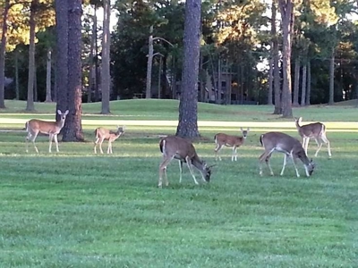 Holly Lake Ranch, Tx Golf Course Lot East Texas Wood County - image 4