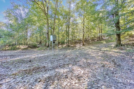 Turnkey Hunting Land, Camp, Guest Cabin, Lakes, South LA - image 29