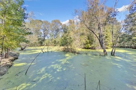 Turnkey Hunting Land, Camp, Guest Cabin, Lakes, South LA - image 30