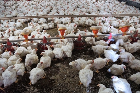 Poultry Farm in the Piedmont of North Carolina - image 19