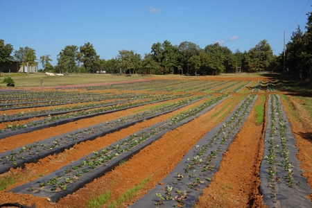 Exceptional Sustainable Family Farm, Central Oklahoma - image 24