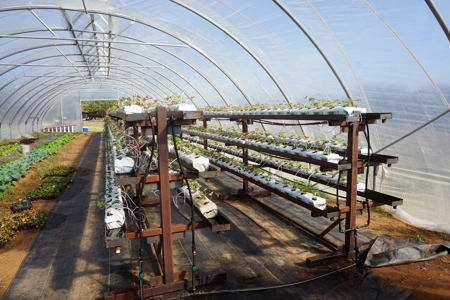 Exceptional Sustainable Family Farm, Central Oklahoma - image 22