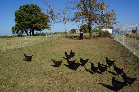 Exceptional Sustainable Family Farm, Central Oklahoma - image 30
