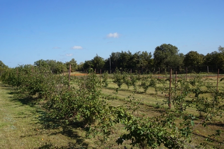 Exceptional Sustainable Family Farm, Central Oklahoma - image 25