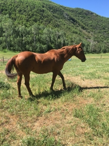 Colorado off-grid mountain horse property for sale, hunting - image 11